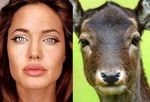 Celebrities vs Animals